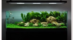 Vyberte akvárium. Jak nakupovat správné akvárium